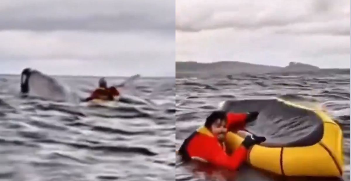 Baleia 'engole' e solta jovem que andava de caiaque no Chile