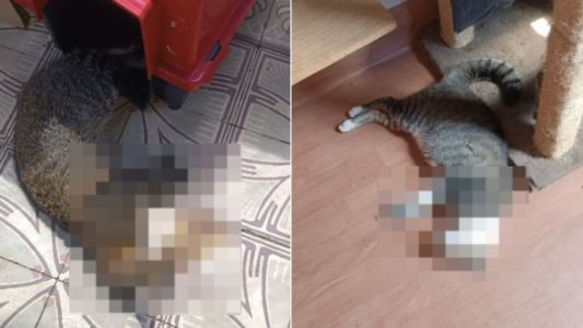 Ao menos 10 gatos foram encontrados mortos em ONG de BH