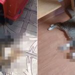 Ataque em ONG deixa ao menos 10 gatos mortos por suspeita de envenenamento em BH
