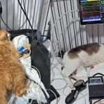 Gatos sobreviventes de envenenamento em ONG estão estáveis mas ainda correm risco