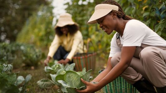 Mulheres em plantações