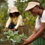 Plataforma digital vai preservar e divulgar a memória da agropecuária brasileira