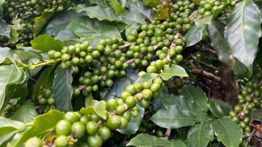 Período é caracterizado pela formação e desenvolvimento dos frutos