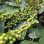 Granação: entenda fase que influencia rendimento da lavoura de café