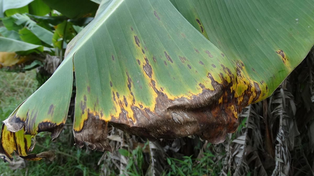 Adeus aos métodos convencionais; saiba como salvar plantas com folhas marrons e secas