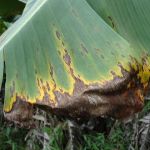 Produtores de banana devem se preocupar com a volta da Sigatoka Negra?