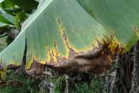 Adeus aos métodos convencionais; saiba como salvar plantas com folhas marrons e secas