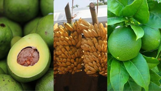 Abacate, banana ouro e limão