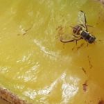 Mosca-da-carambola: Mapa publica ações contra praga que afeta fruta da safra de março