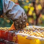 Produção de mel em MG: número de apiários cresce mais de 30% em 2024