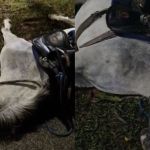 Vídeo: cavalo morre eletrocutado na orla da Lagoa da Pampulha, em BH