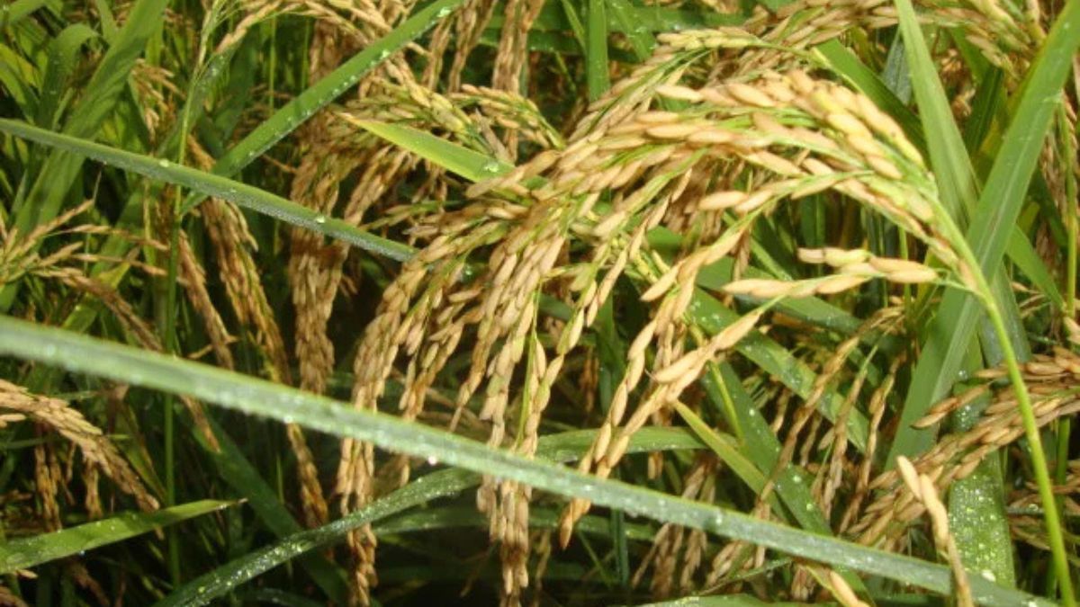 Demanda doméstica mantém preços do arroz firmes no Rio Grande do Sul