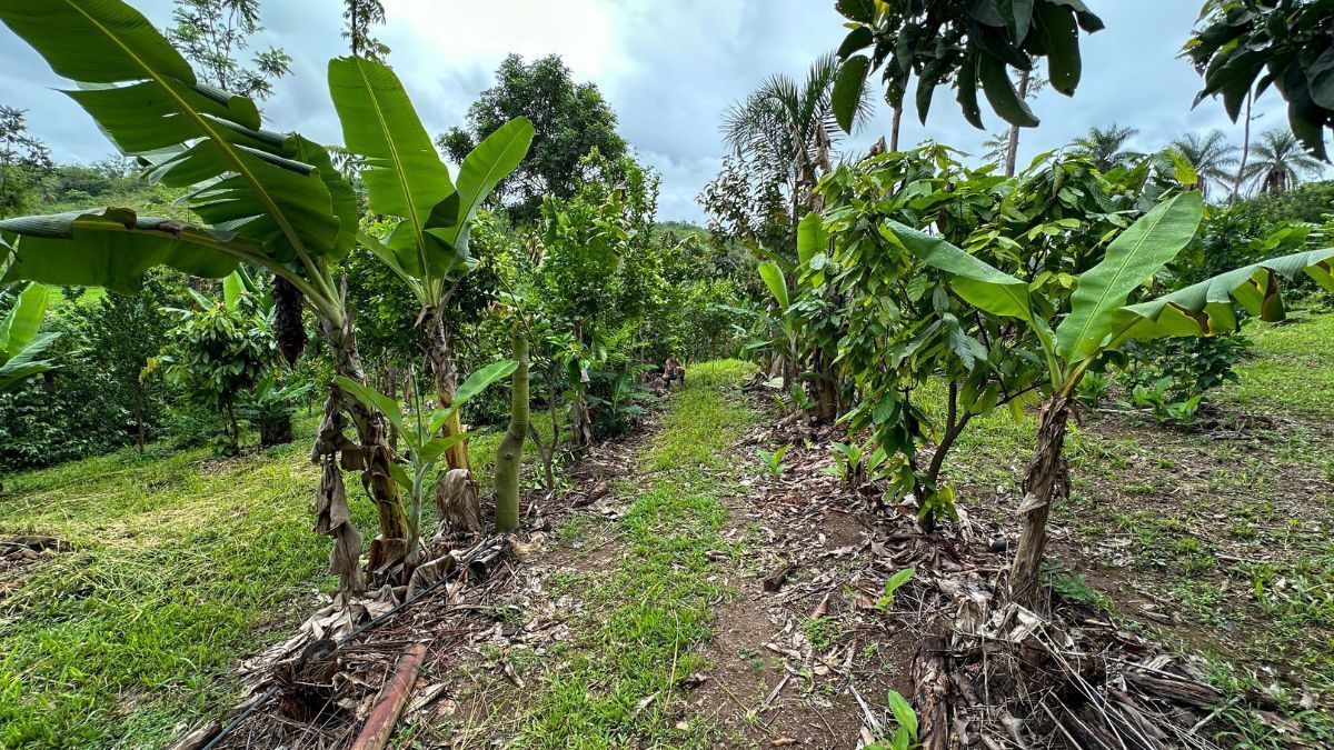 Mais de 30 mil agricultores de Minas Gerais receberão o Garantia Safra em 2025