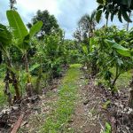 Mais de 30 mil agricultores de Minas Gerais receberão o Garantia Safra em 2025