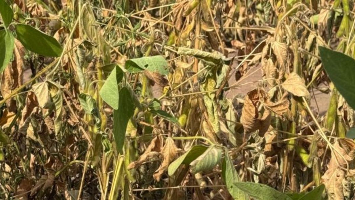 Seca no Piauí causa perda de 25% da safra de grãos; soja e milho foram prejudicados