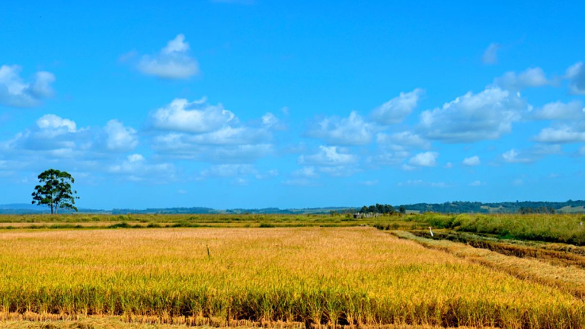 Assentados celebram primeira safra de arroz agroecológico após enchentes no RS