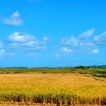 Assentados celebram primeira safra de arroz agroecológico após enchentes no RS
