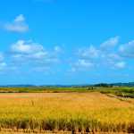 Assentados celebram primeira safra de arroz agroecológico após enchentes no RS