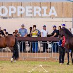 Maior prova de Mangalarga Marchador de BH, Exposição Herdeiros da Raça acontece em abril