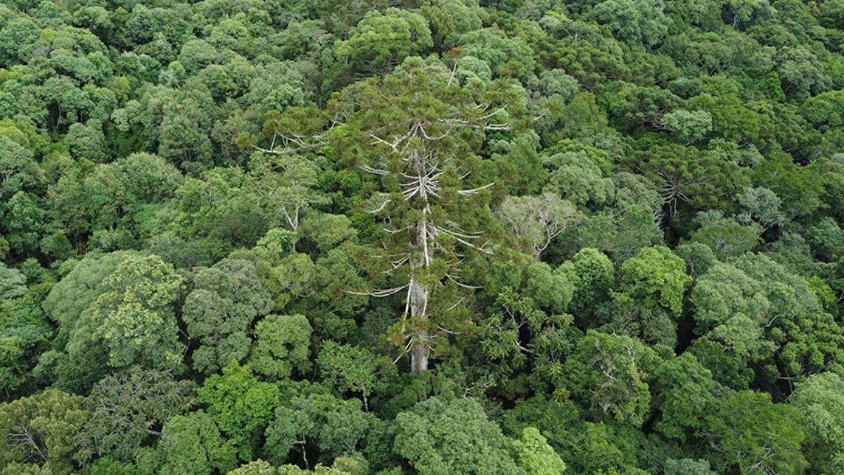 Pesquisador da Embrapa clona araucária de 700 anos derrubada no Paraná