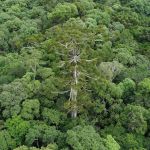 Pesquisador da Embrapa clona araucária de 700 anos derrubada no Paraná