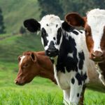 Sicoob e Embrapa firmam parceria no Programa de Boas Práticas Agropecuárias