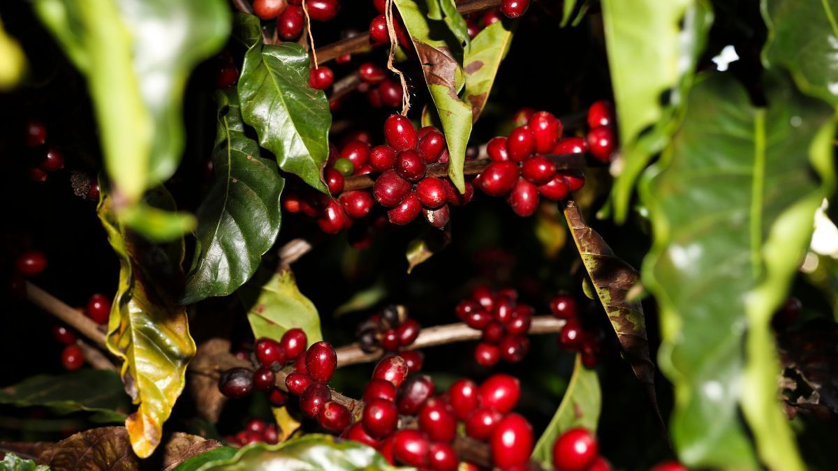 Exportação de café não torrado atinge US$ 1 bilhão de faturamento na 3ª semana de março