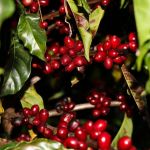 Exportação de café não torrado atinge US$ 1 bilhão de faturamento na 3ª semana de março