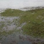 MPF investiga aumento de algas no Rio Paranaíba em Cachoeira Dourada (MG)