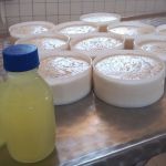 Pingo: Epamig realiza estudos sobre qualidade e armazenamento do ingrediente básico do queijo
