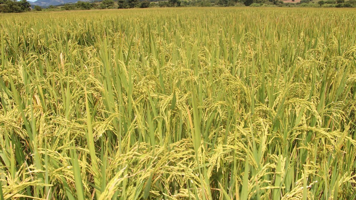 Novo projeto incentiva a expansão e o fortalecimento do arroz de terras altas em MG