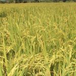 Novo projeto incentiva a expansão e o fortalecimento do arroz de terras altas em MG