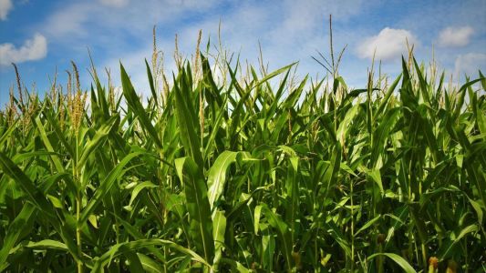 Plantação de milho