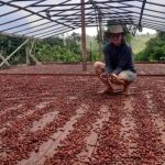 Primeiro Selo Artesanal de Chocolate é emitido no Pará para empreendimento familiar