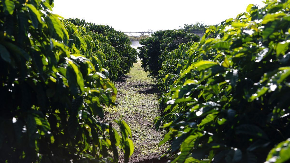 Agro brasileiro terá estudo de caso apresentado em Conferência Mundial do Agronegócio