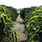 Agro brasileiro terá estudo de caso apresentado em Conferência Mundial do Agronegócio