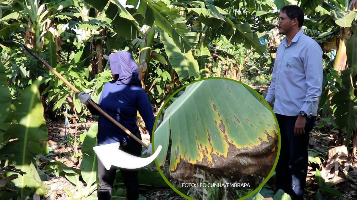 Produtores e entidades unem forças contra a Sigatoka Negra no Jaíba