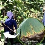 Produtores e entidades unem forças contra a Sigatoka Negra no Jaíba