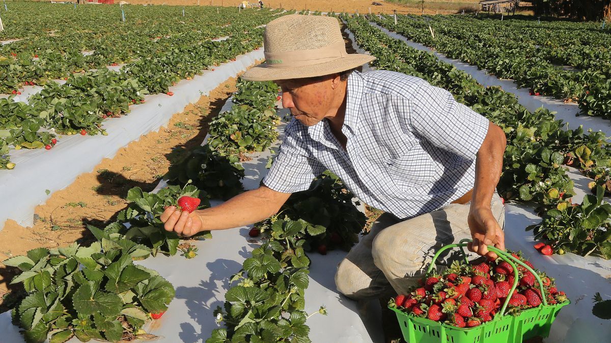 Agronegócio brasileiro bate recorde e emprega mais de 28 milhões de pessoas em 2024