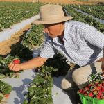 Agronegócio brasileiro bate recorde e emprega mais de 28 milhões de pessoas em 2024
