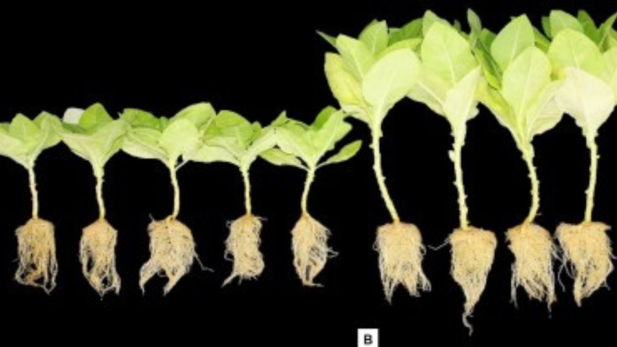 Pesquisadores obtêm patente de fórmula que acelera crescimento de plantas