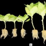 Pesquisadores obtêm patente de fórmula que acelera crescimento de plantas