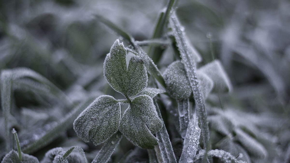 Frio: fim de semana começa com geada em Minas; veja cidades