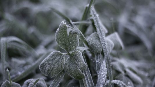 Frio e geada: veja quais são os impactos no agro e como minimizar os efeitos