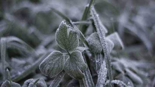 Frio e geada: veja quais são os impactos no agro e como minimizar os efeitos