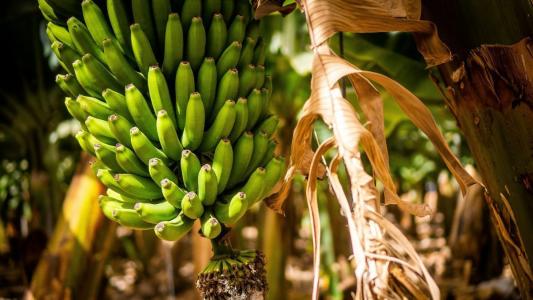 Cacho de banana verde