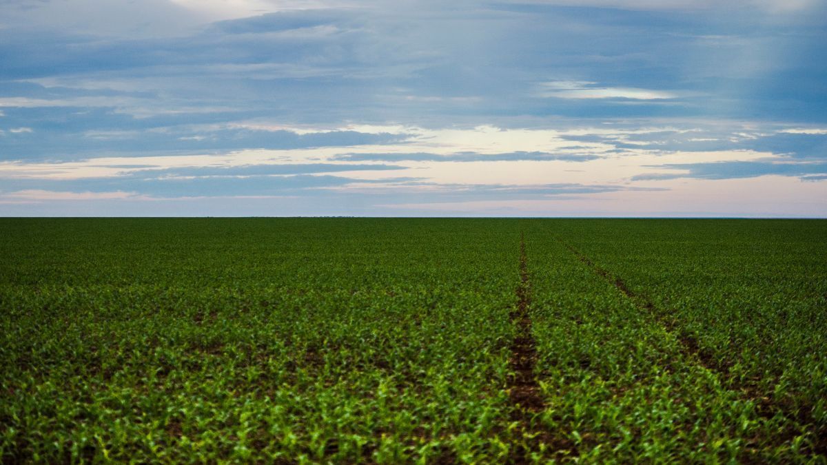 Análise de solo e planejamento de insumos: produtores de soja se preparam para a nova safra