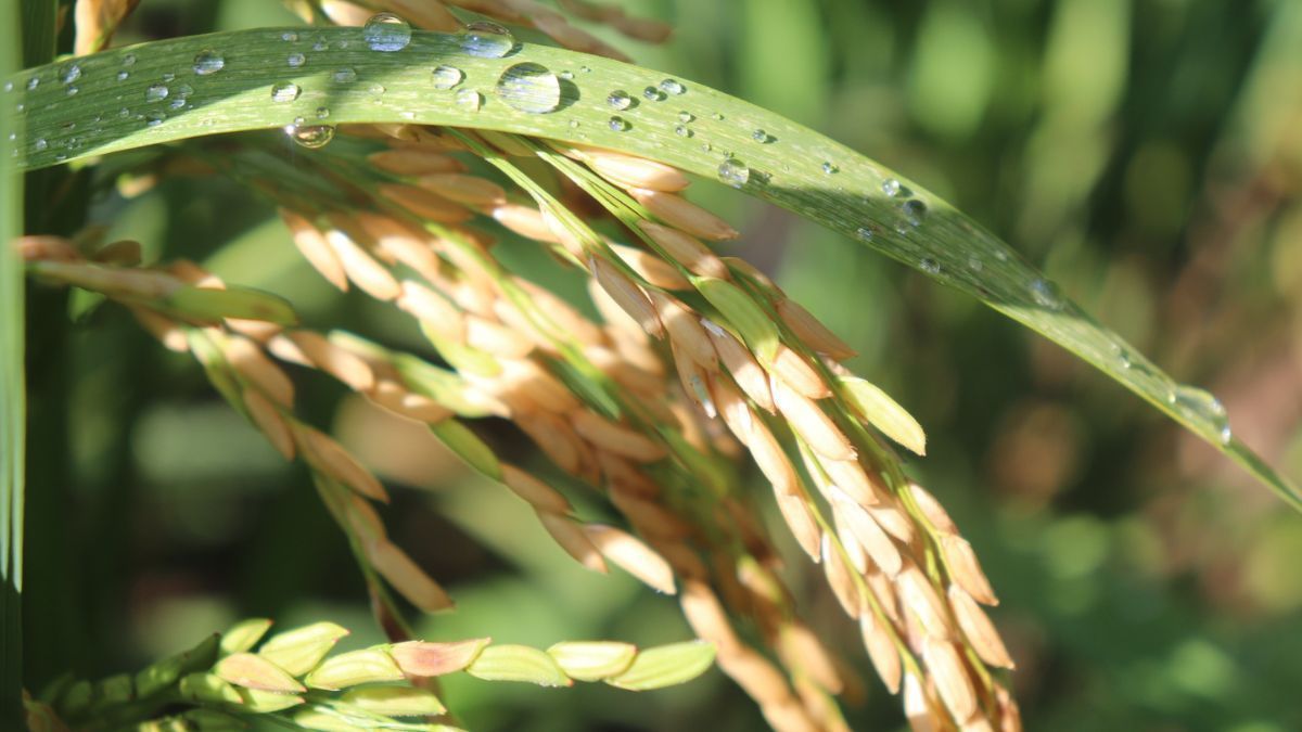 Zona da Mata mineira possui alto potencial para cultivo de arroz de sequeiro