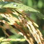 Zona da Mata mineira possui alto potencial para cultivo de arroz de sequeiro