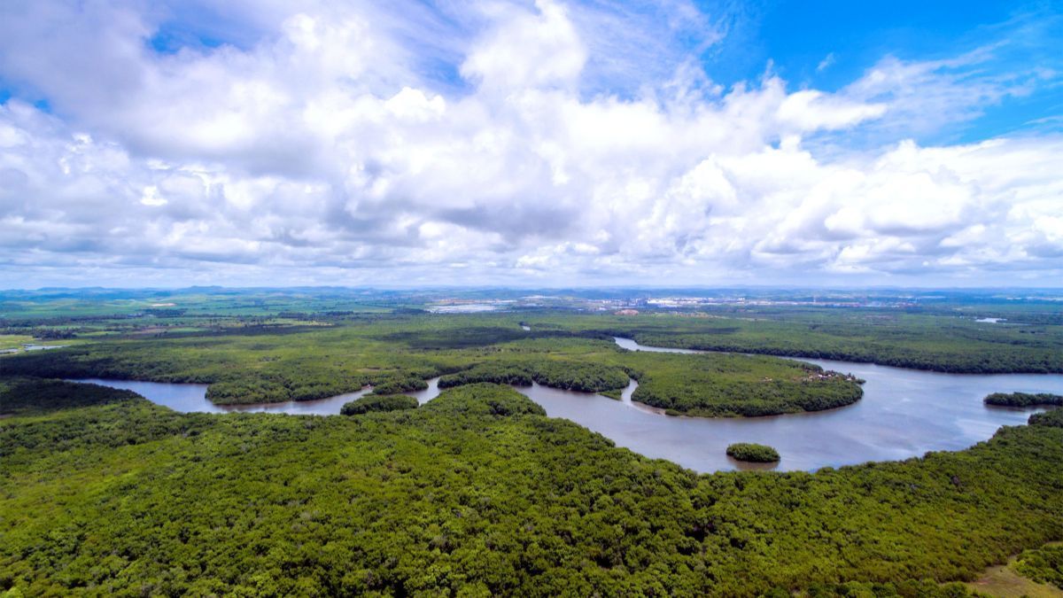 Fundo Clima desembolsa R$ 100 milhões para restauração florestal